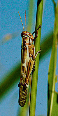 Locust